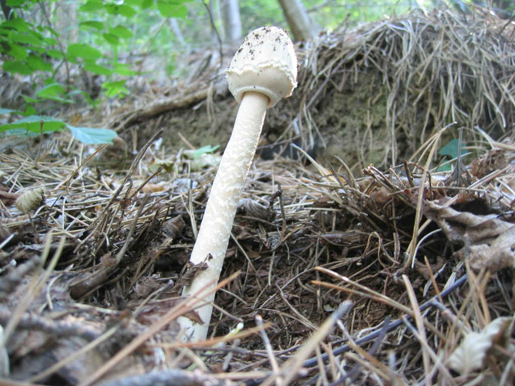 La nativit.... continua (Macrolepiota procera)